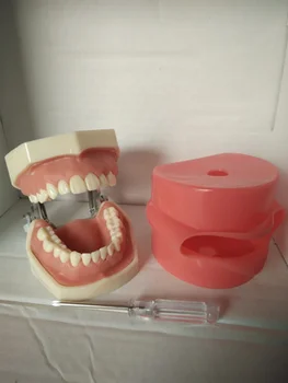 Инструменты для практики студентов стоматологии, 32 полости зуба, удаленный зуб, Бесплатная доставка